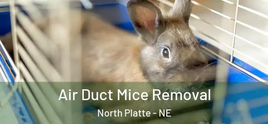 Air Duct Mice Removal North Platte - NE